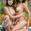 Gerberas – Karina J, sofi a de Goncharov (18 poze)